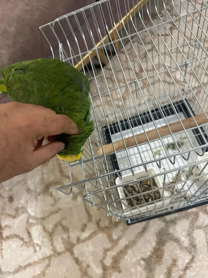 امزوني بلوفرنتد بلوفرند 1