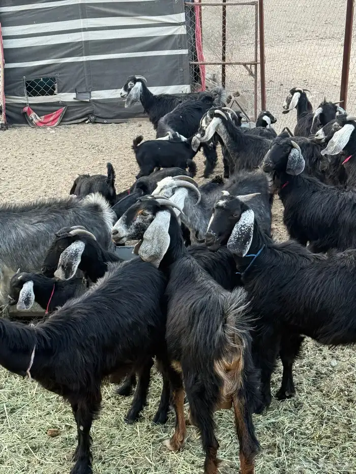 معزاء اباكير متابيع كفو 1