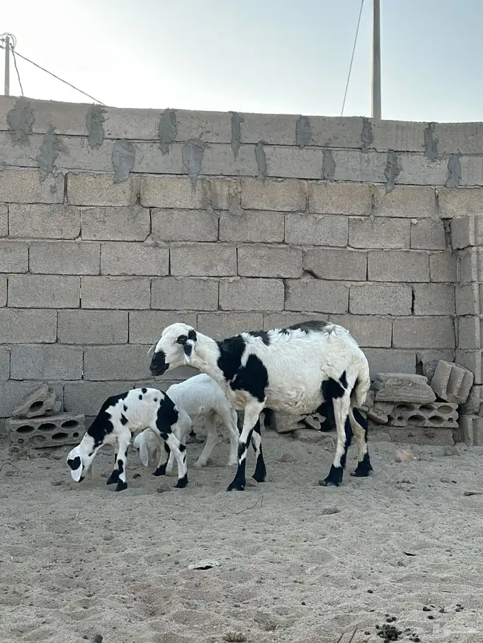 شاتين وليد 2