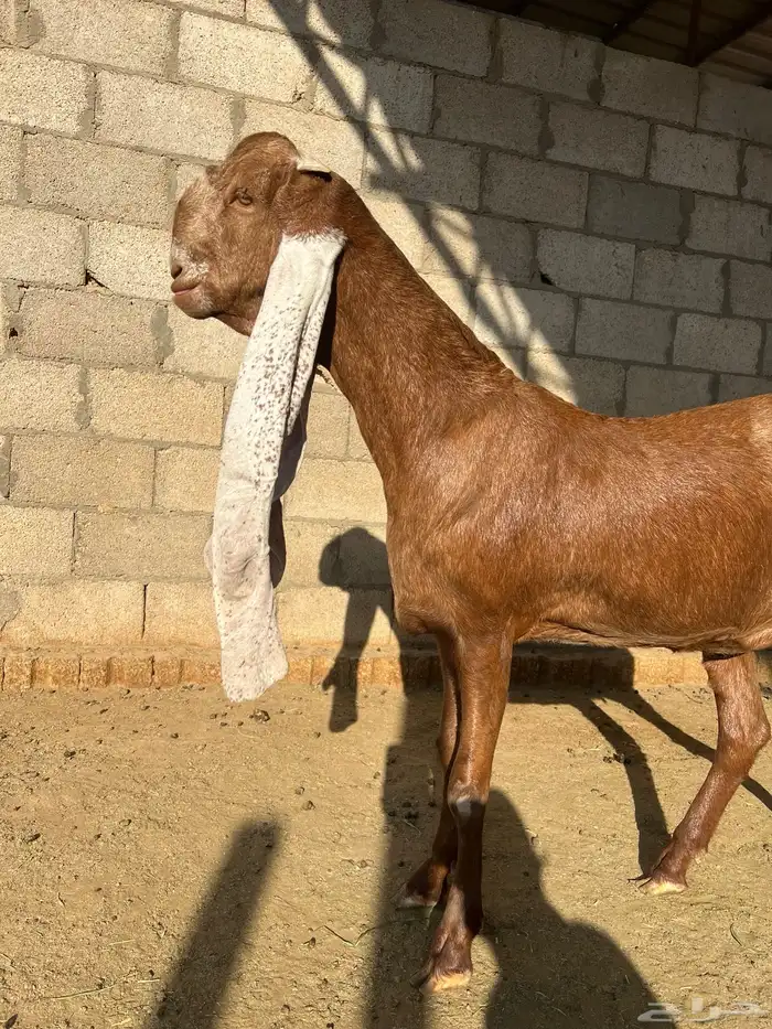 جفره هولندية خصم 0