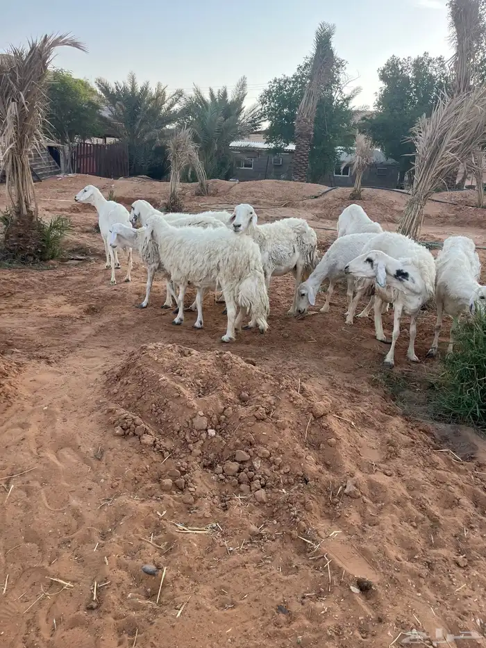 للبيع شياه حريات 11