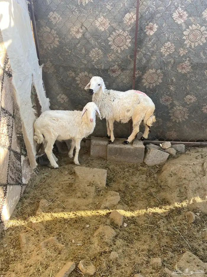 السلام عليكم للبيع اثنين من البهم 0