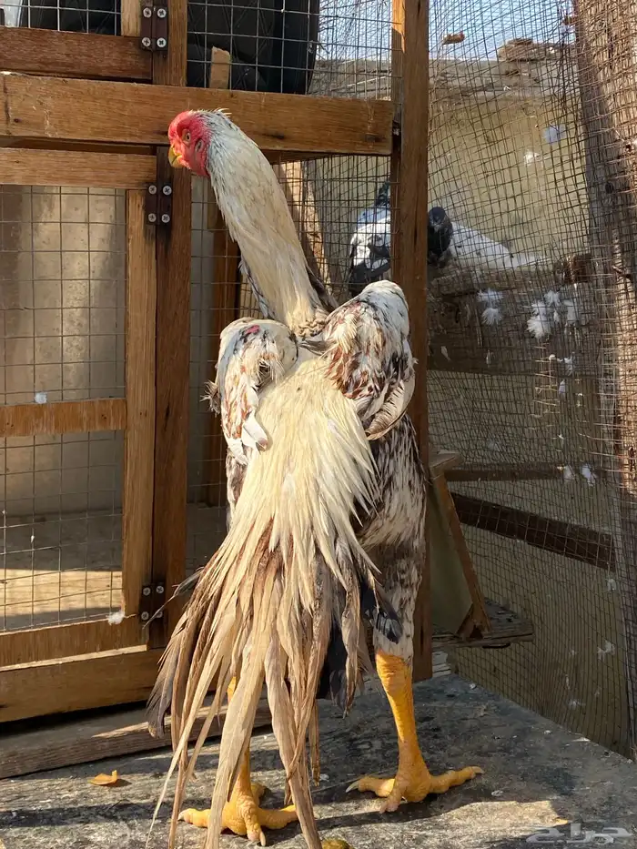 اذناب الهند جوز الأجداد مستورد 1