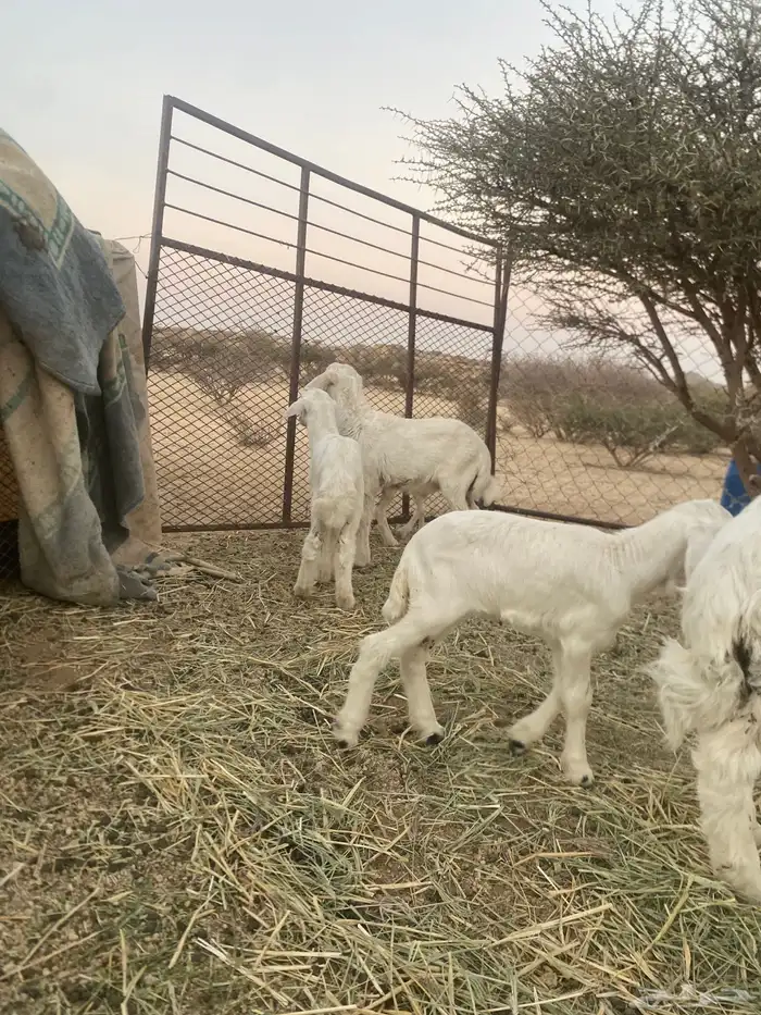 ضان وليد ودفيع 8