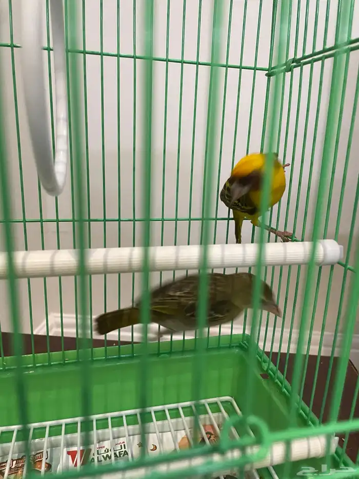 زوج طائر النساج للبيع 0