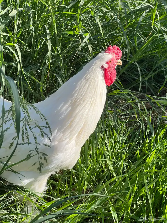 براهما - صيصان ابيض صك - اطباق بيض 7