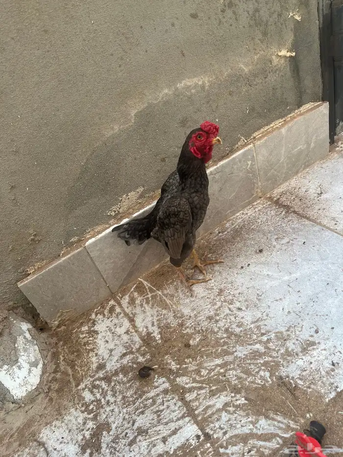 دجاج كوشامو القزم 3