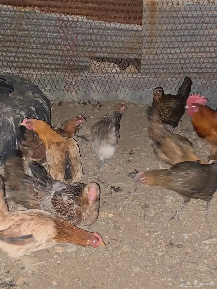 دجاج بلدي فري الوان حمر فواتح بياض شرط 3