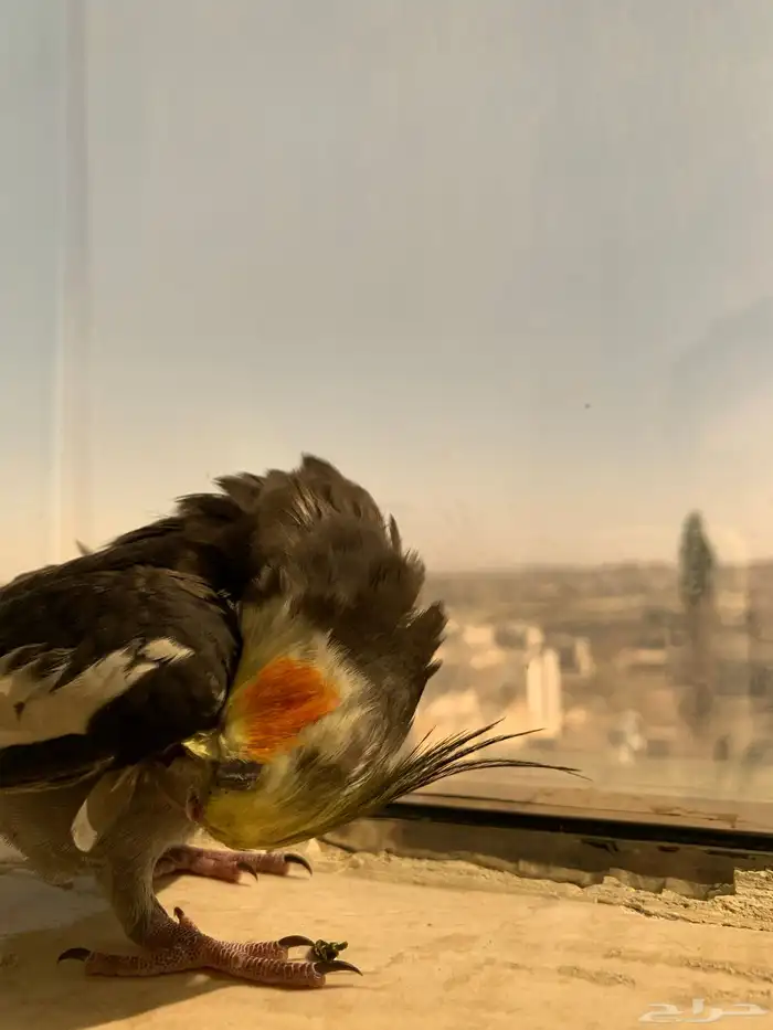 طائر كروان (كوكتيل) للبيع 1