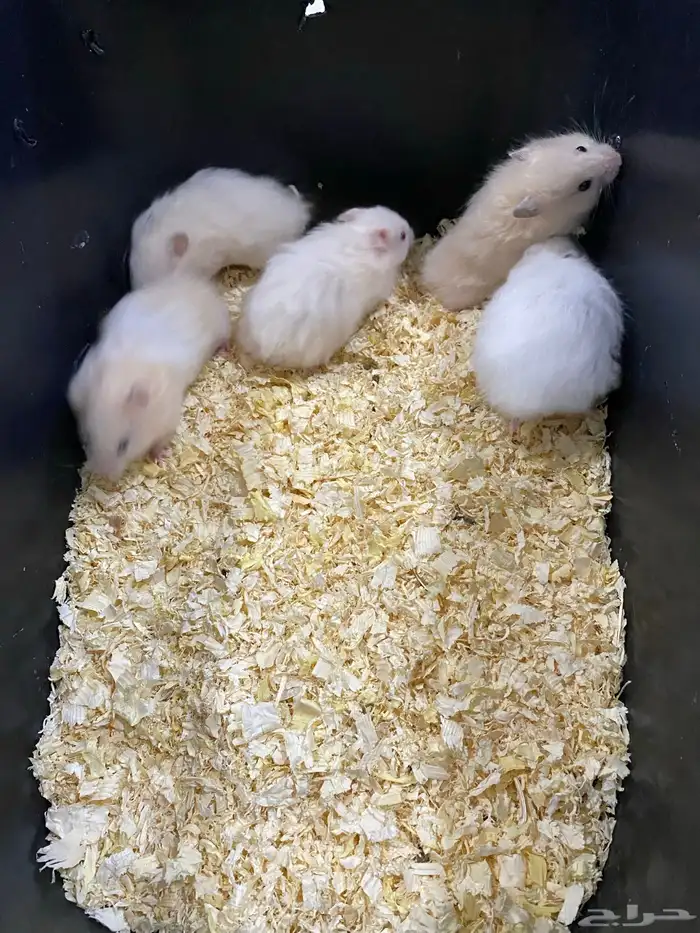 هامسترات للبيع 0