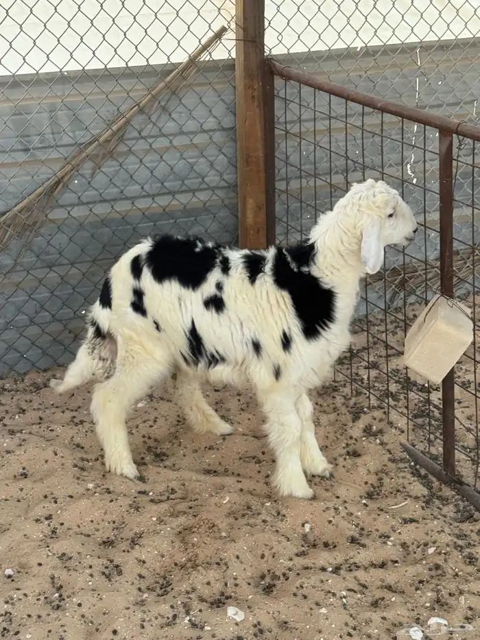 خاروف نجدي 0