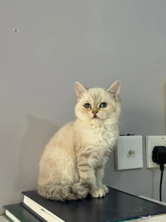 كيتن قطط قط قطو قطوه قطه سكوتش 0