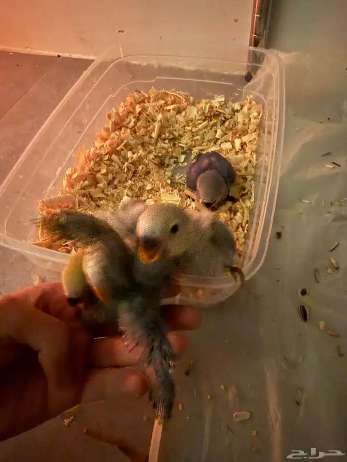 فروز روز مجانين غر 2