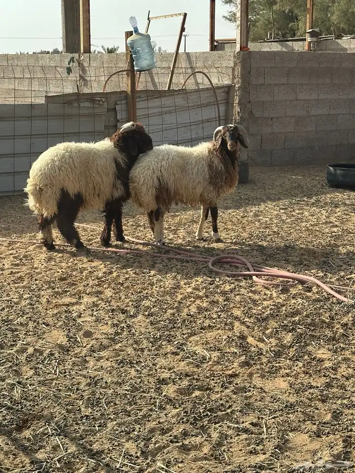 خرفان نعيم طيبات ( تم البيع ) 2