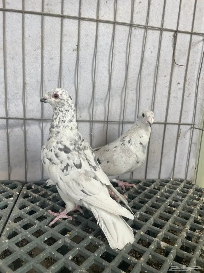 جوز زاجل انتاج له بعياله وذكور الموند 5