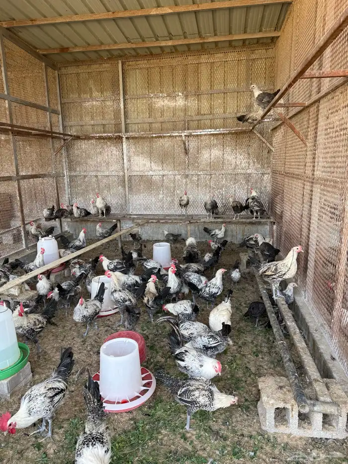 دياكة و دجاج نوع في ومي للبيع 1