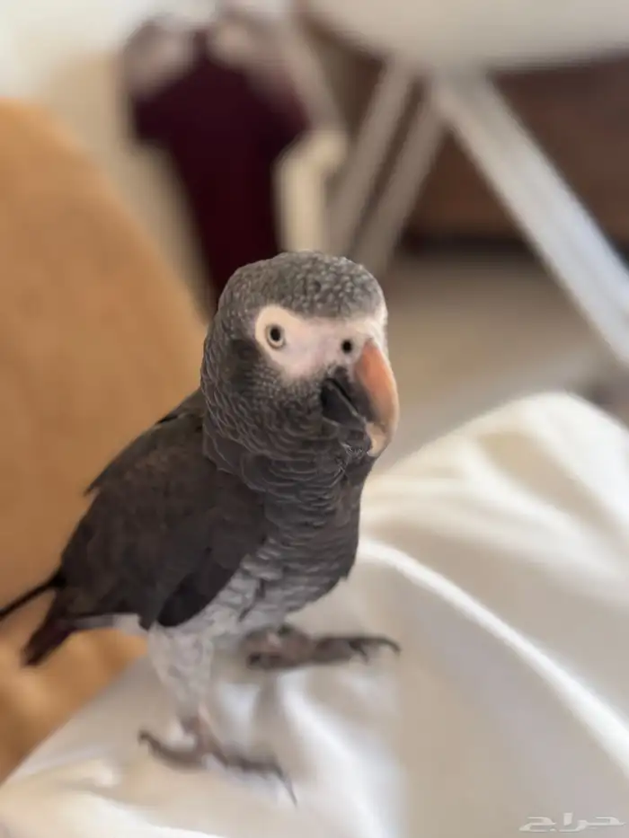 ببغاء كاسكو غيني اليف ملك كلام ما شاء الله لأهل التميز 1