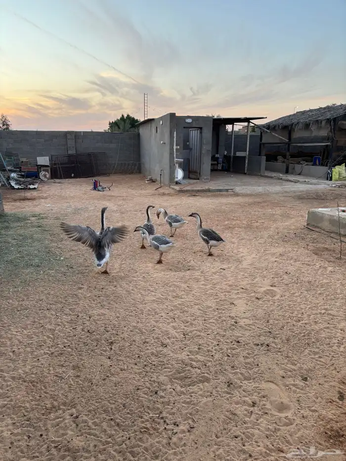 للبيع وز عراقي اصلل 4