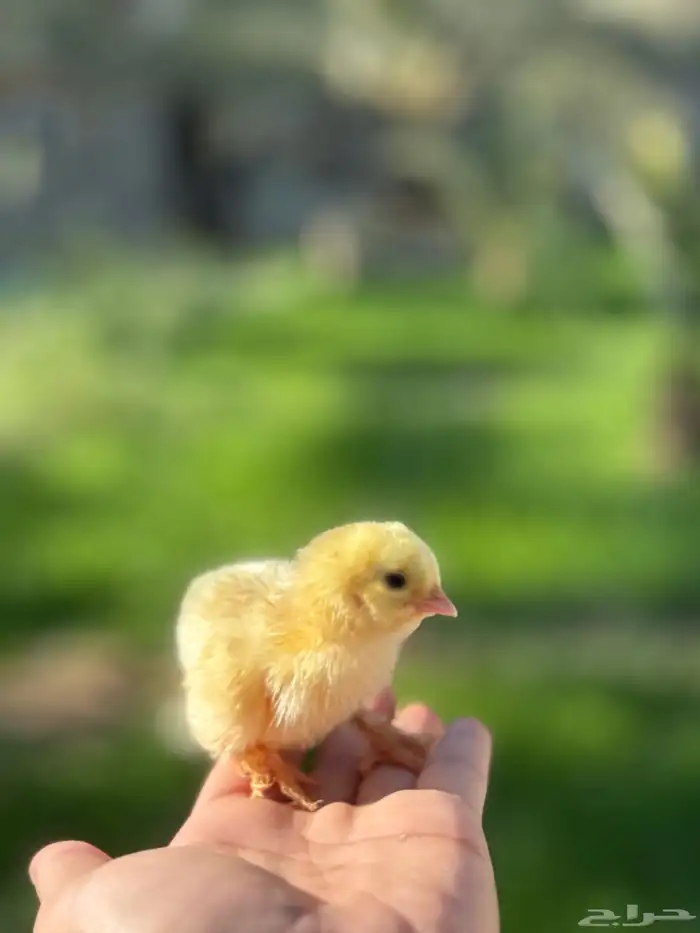 براهما - صيصان ابيض صك - اطباق بيض 0