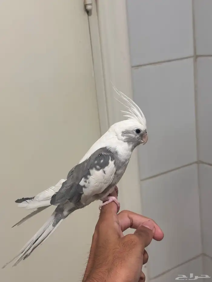 ذكر كروان هولندي بايد اليف متكلم 0