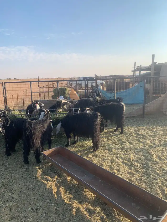 معزا عوارض فاخرات صنف الصنف( تم البيع ) 2