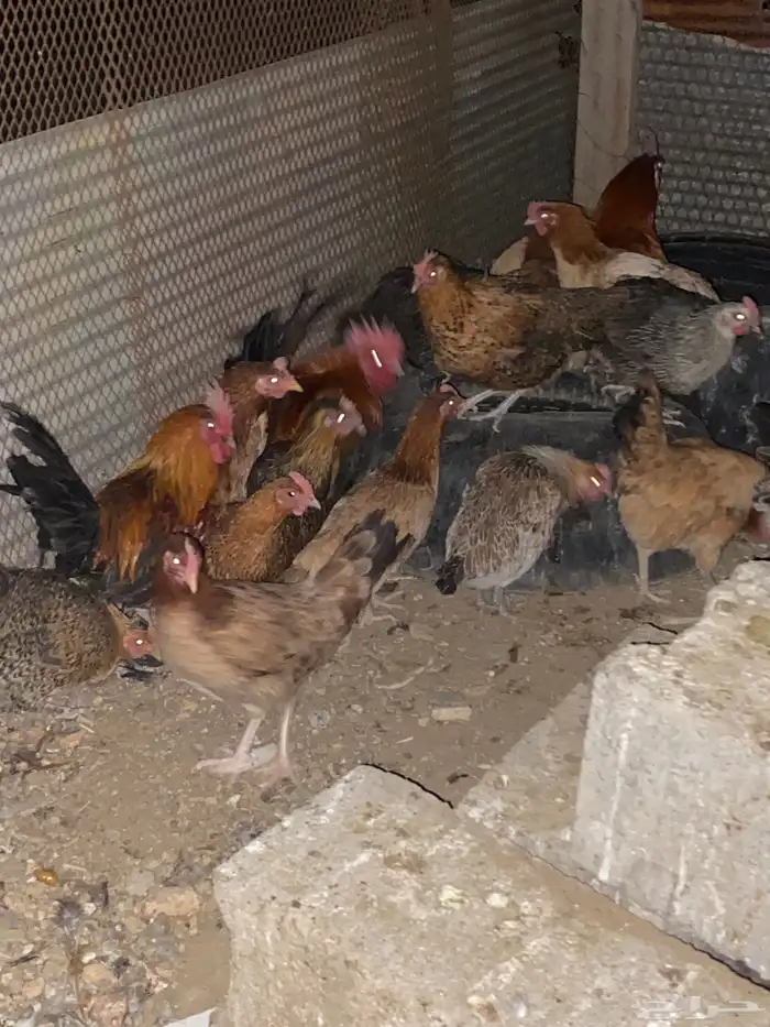 دجاج بلدي فري الوان حمر فواتح بياض شرط 0