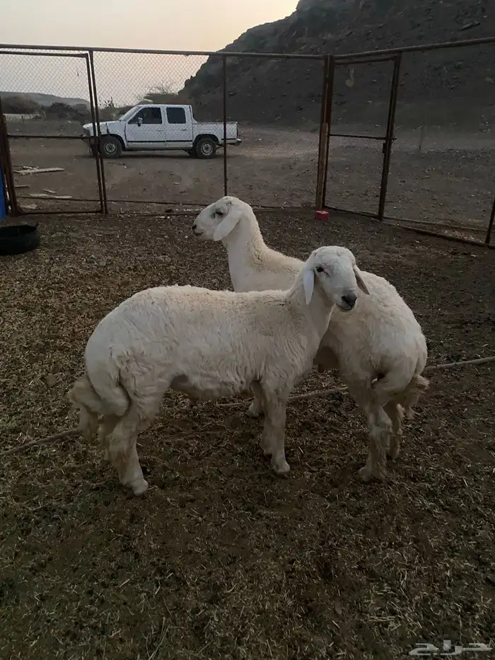 طليان للبيع ذبايح طيبه 1