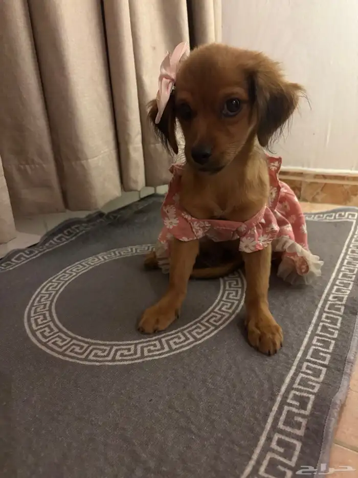 كلاب للتبني 1