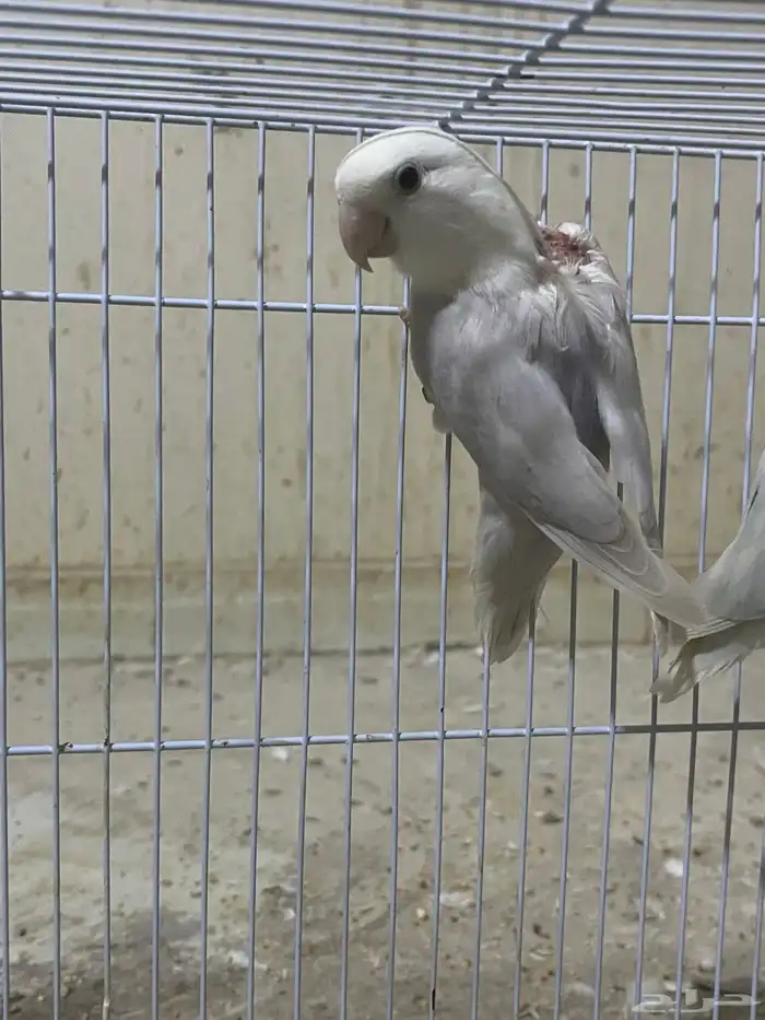 ذكر روز بلد منتج شرط 1