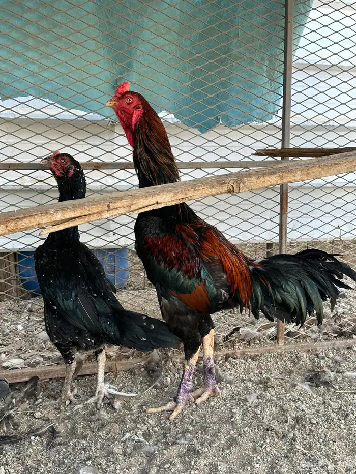 دجاج هندي للبيع 1