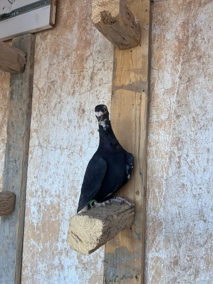 حمام شامي كش 4