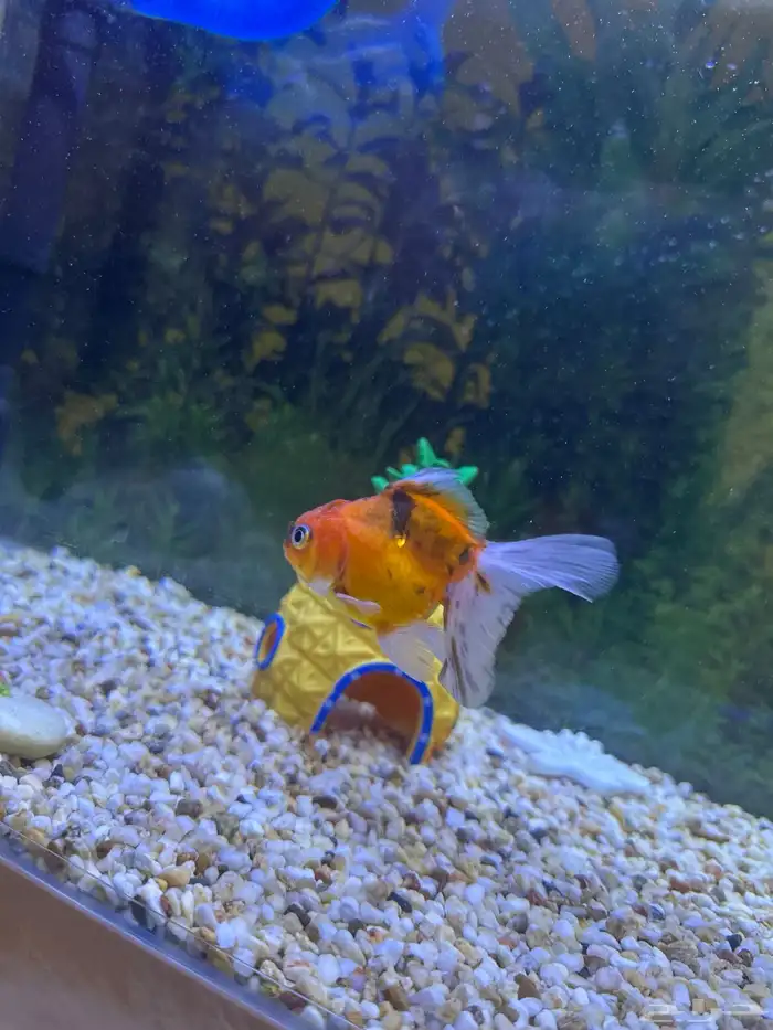 اسماك زينه 2