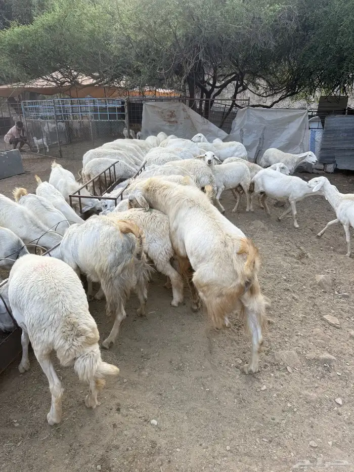 غنم البيع العدد 75 تحتها 8 0