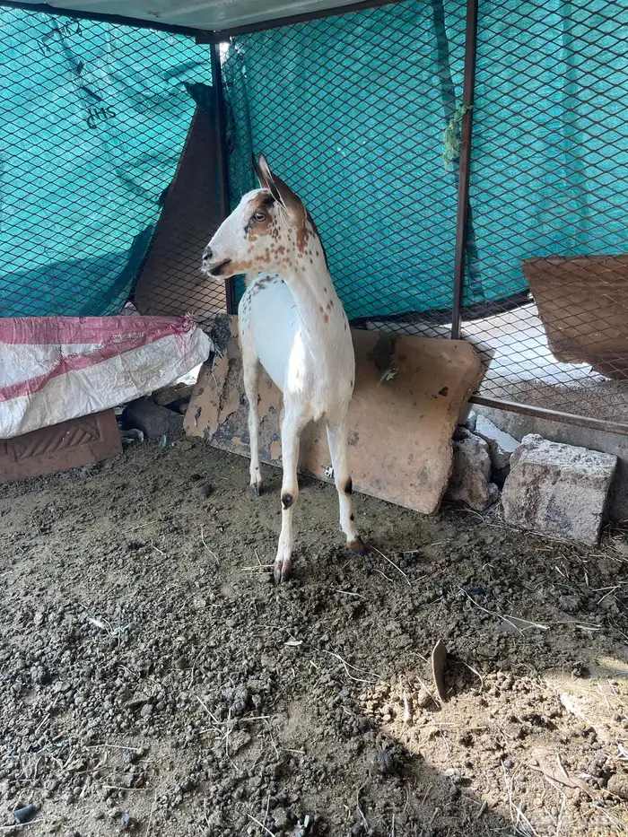 السلام عليكم 2