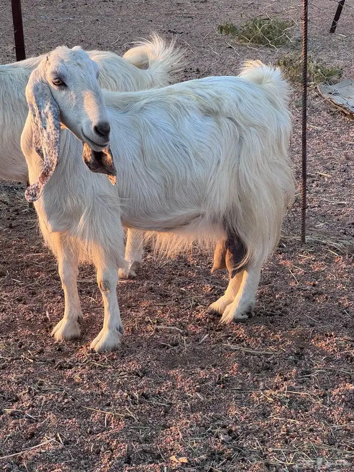 معزا مصريات جم دفيع وحليب 8