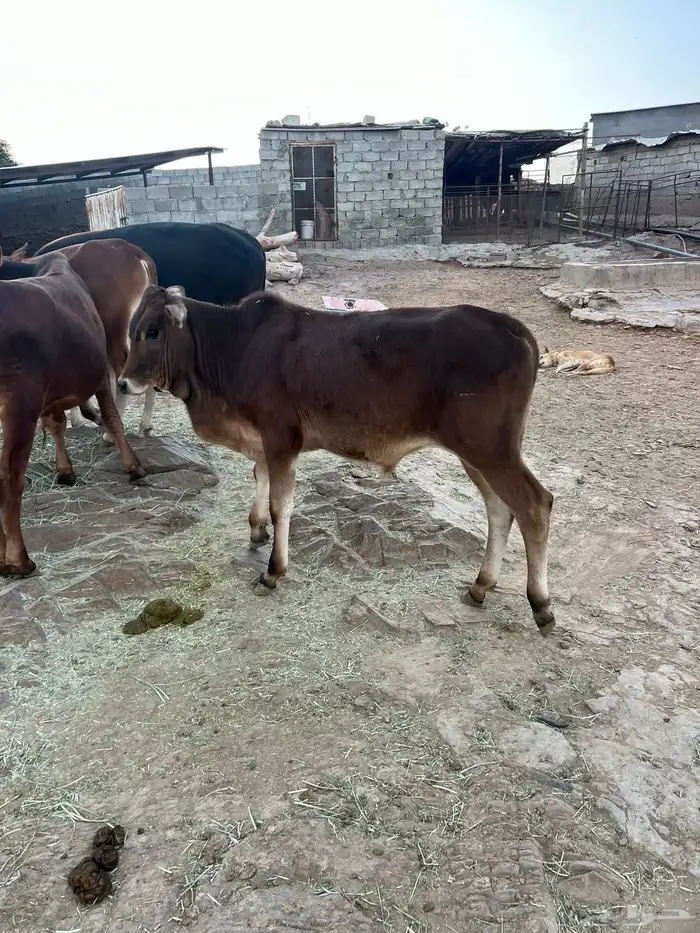 حسلان بلدي 9