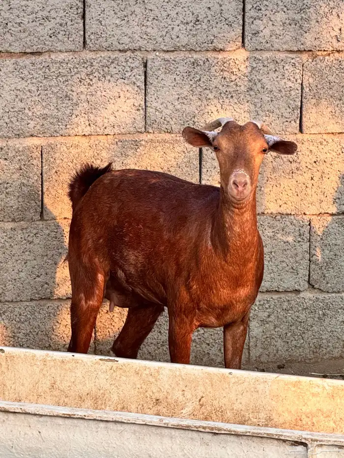 معزا دهم صنف 2