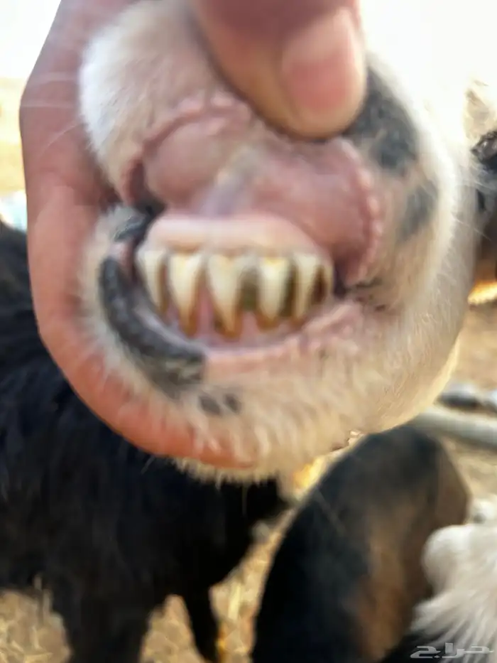 انعجه تحتها خروف ورخل 1