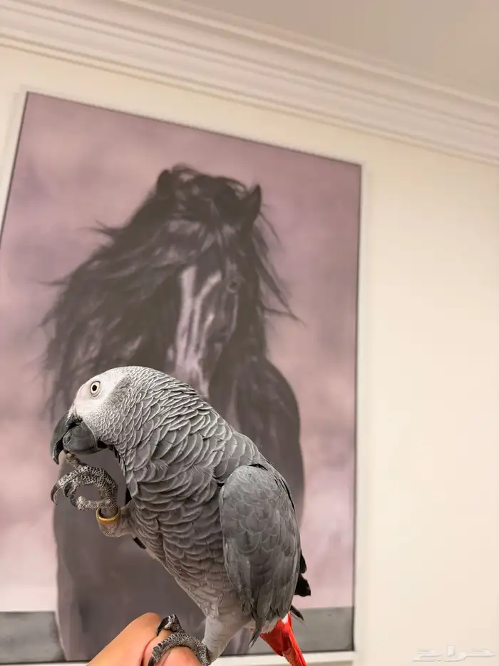 كاسكو اليف جدا للبيع 1