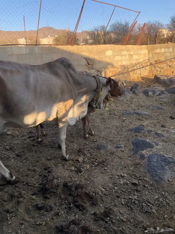 بقره هاديه تحتها حسيلة 1