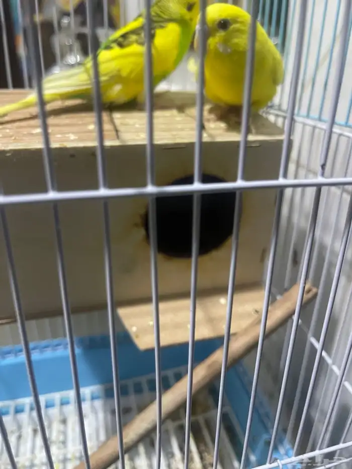 طيور الحب ذكر ونثى صحه شرط 0