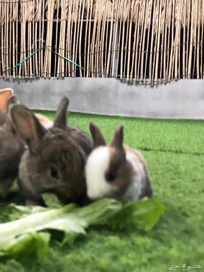 ارانب صغار 6