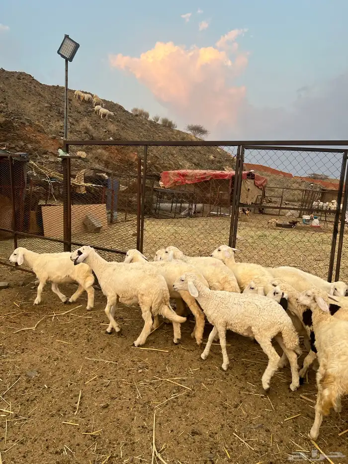 طليان ورخال 8