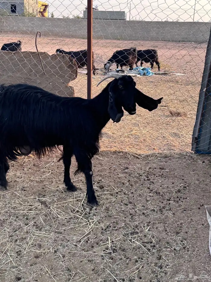 عنز قبرصيه حليب 7