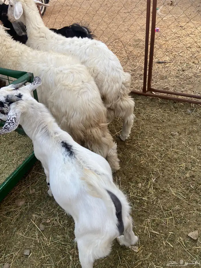 رخال 2 و 3تيوس و 3 جفار 1