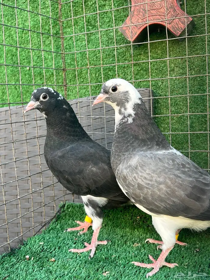 حمام قطايف طبات 8