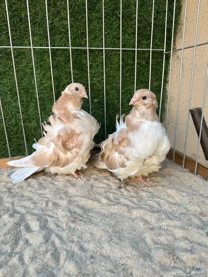 طبه كشكش دبل اوفر 2