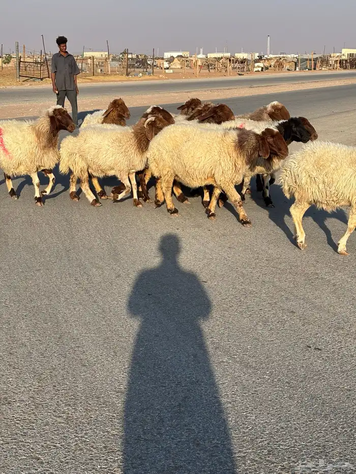 غنم نعيم دفيع شرط فحص سونار 2