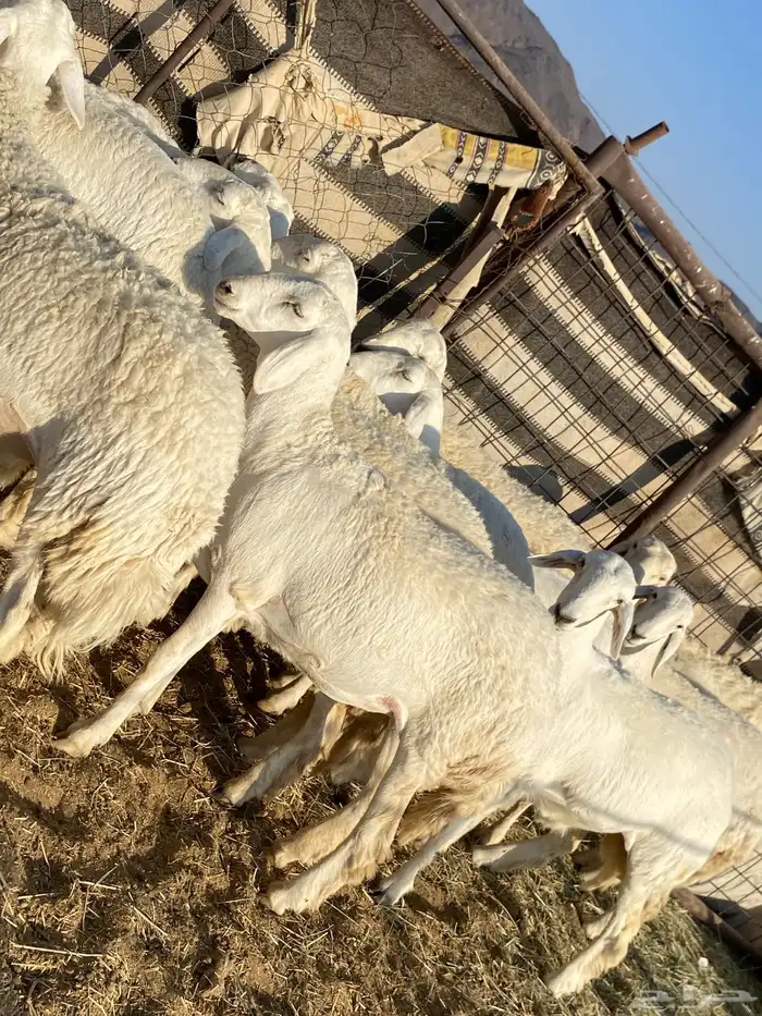 جذعات دفيع صنف الصنف 6