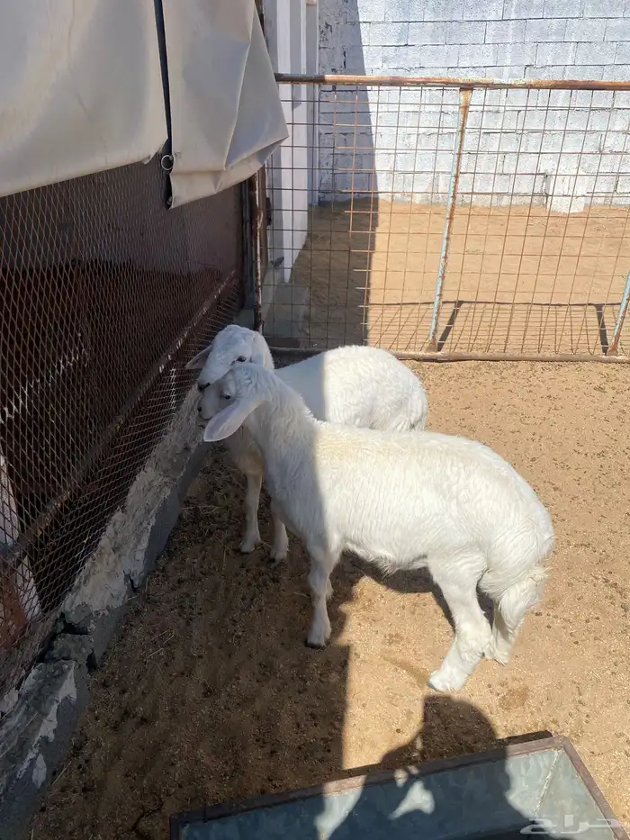 طليان حري اعمار3 شهور 2